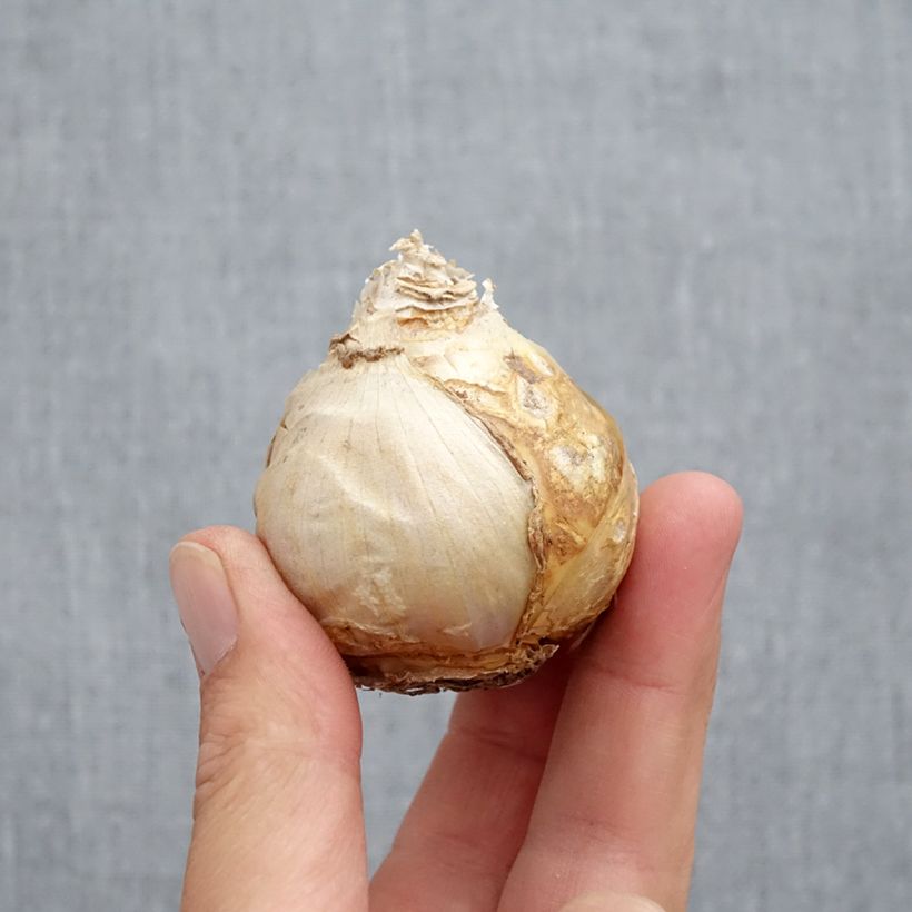 Spécimen de Jacinthe Jan Bos rouge préparée pour le forçage Bulbe calibre 17+ tel que livré en automne