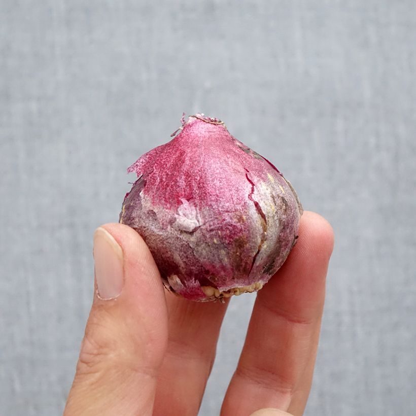 Spécimen de Jacinthe Midnight Sky Bulbe calibre 14/15 tel que livré en automne