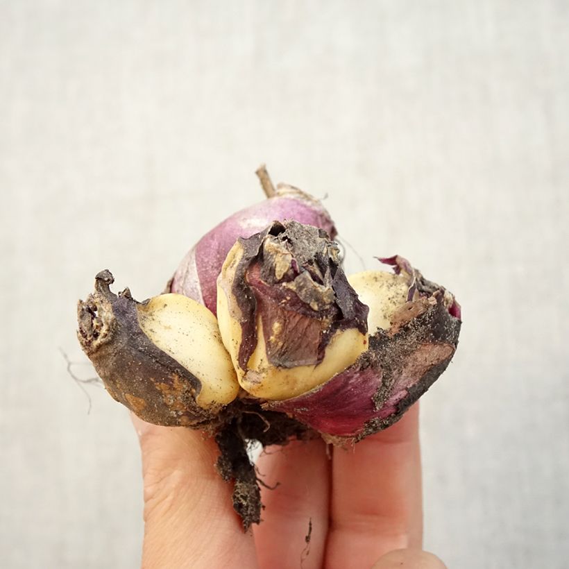 Spécimen de Jacinthe multiflore Blanche Bulbe calibre I tel que livré en automne