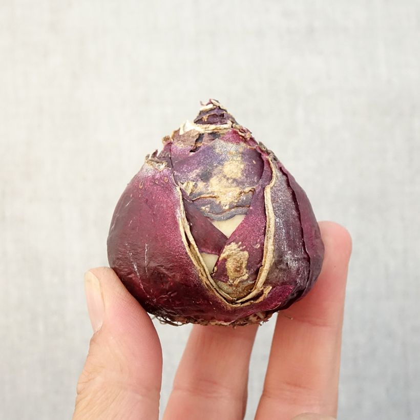 Spécimen de Jacinthe Pink Pearl Bulbe calibre 17+ tel que livré en automne