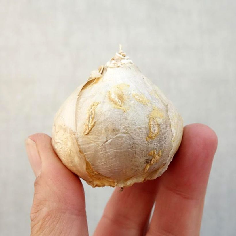 Spécimen de Jacinthe Red Glory Bulbe calibre 17+ tel que livré en automne