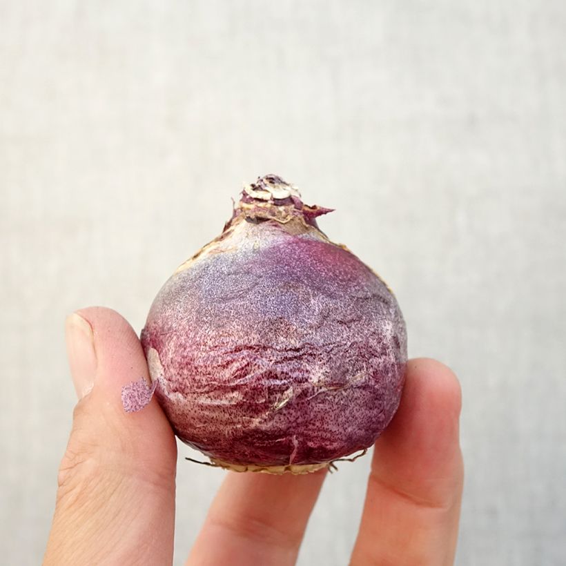 Spécimen de Jacinthe Rembrandt Bulbe calibre 18/19 tel que livré en automne