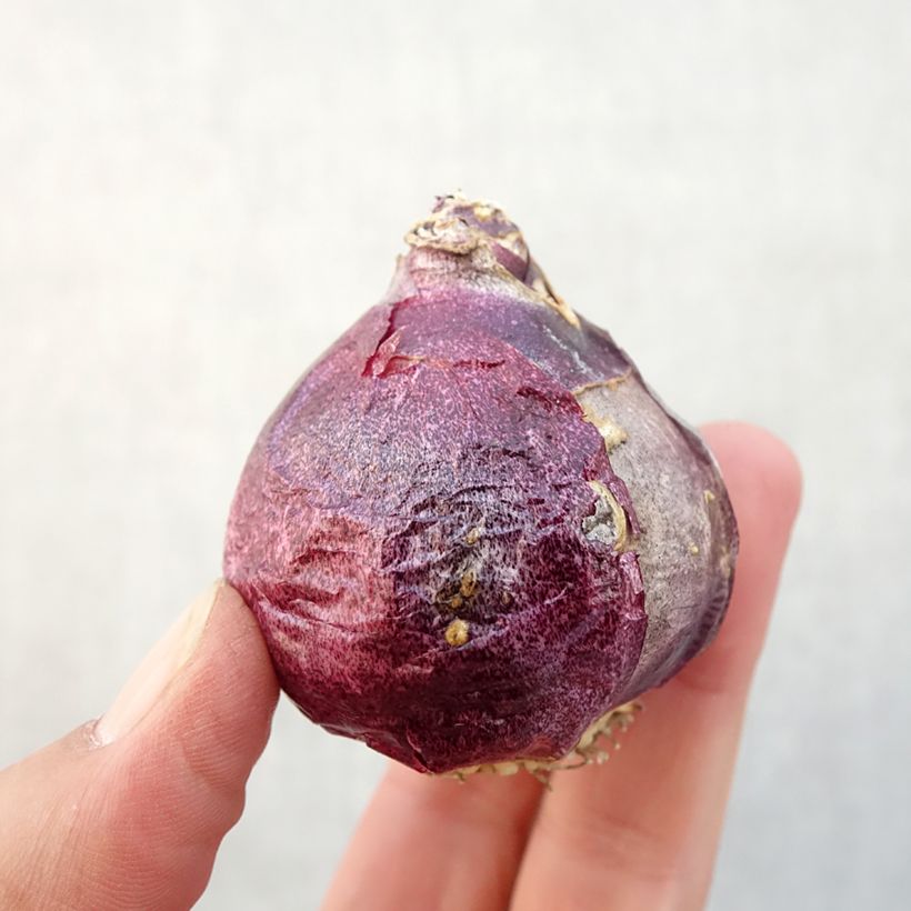 Spécimen de Jacinthe Splendid Cornélia Bulbe calibre 18+ tel que livré en automne