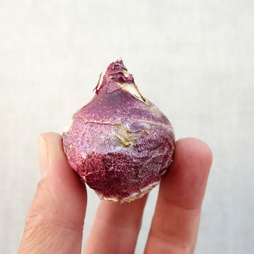 Spécimen de Jacinthe Woodstock Bulbe size 18+ tel que livré en automne