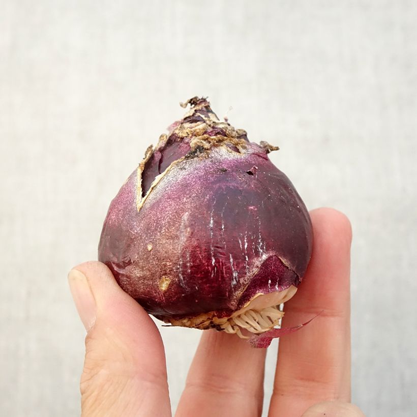 Spécimen de Jacinthes simples en mélange Bulbe calibre 17+ tel que livré en automne