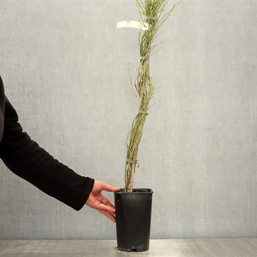 Example of Jasmin beesianum Pot de 2L/3L as you get in printemps