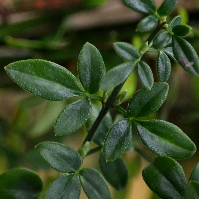 Jasmin d'hiver - Jasminum nudiflorum (Foliage)