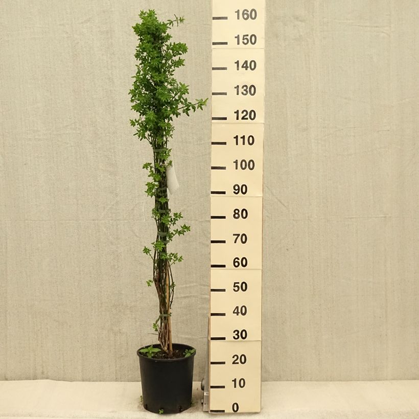 Example of Jasmin d'hiver - Jasminum nudiflorum Pot de 7,5L/10L as you get in printemps