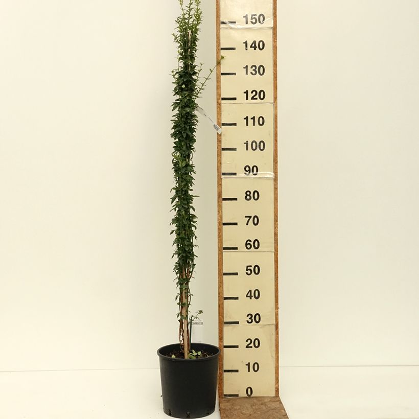 Spécimen de Jasmin d'hiver - Jasminum nudiflorum Pot de 2L/3L tel que livré en été