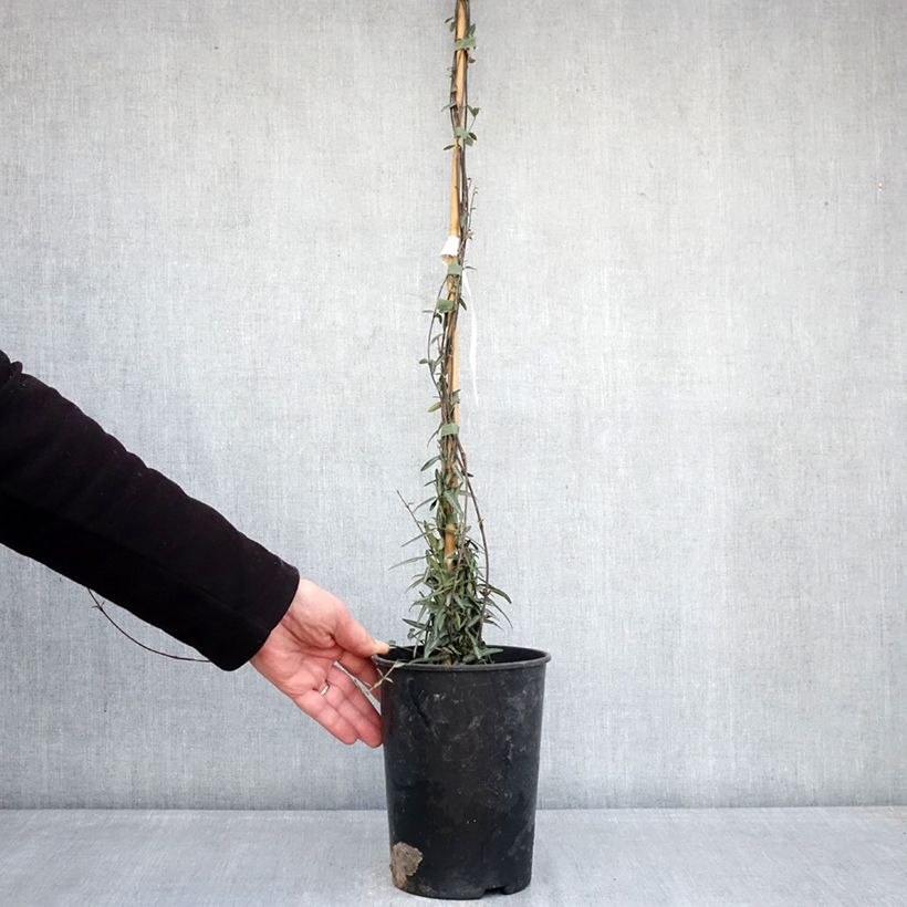 Example of Jasmin étoilé - Trachelospermum jasminoides Waterwheel Pot de 3L/4L as you get in hiver