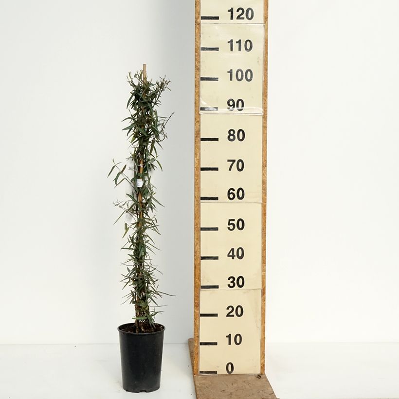 Spécimen de Jasmin étoilé - Trachelospermum jasminoides Waterwheel Pot de 3L/4L tel que livré au printemps