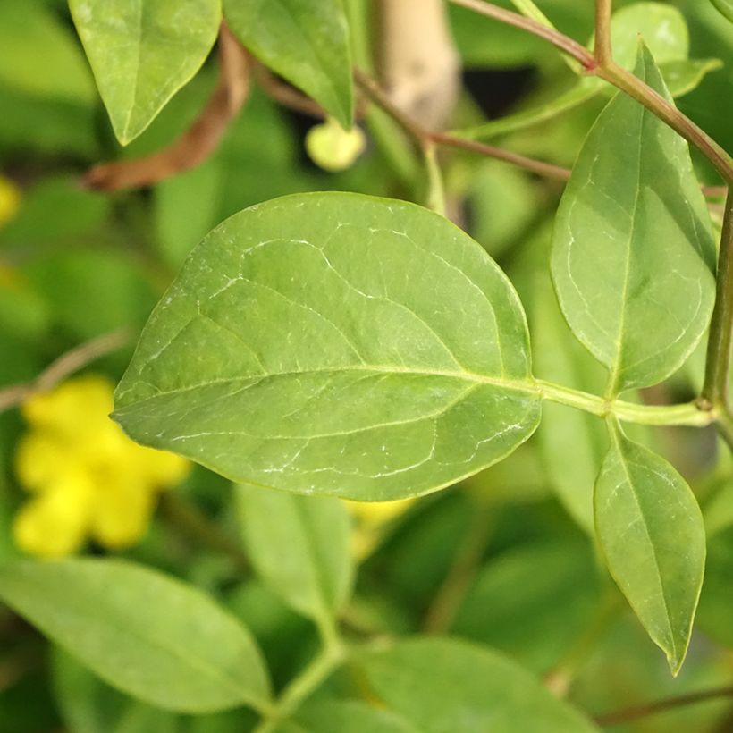 Jasmin - Jasminum humile Revolutum (Foliage)