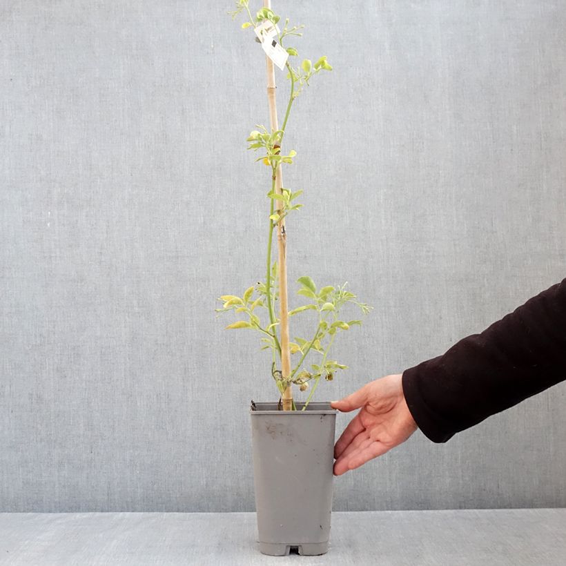 Spécimen de Jasmin - Jasminum humile Revolutum Pot de 3L/4L, Echelle tel que livré en automne
