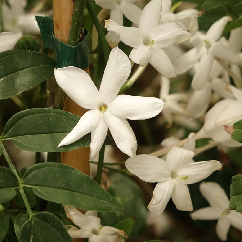 Jasmin - Jasminum polyanthum (Flowering)