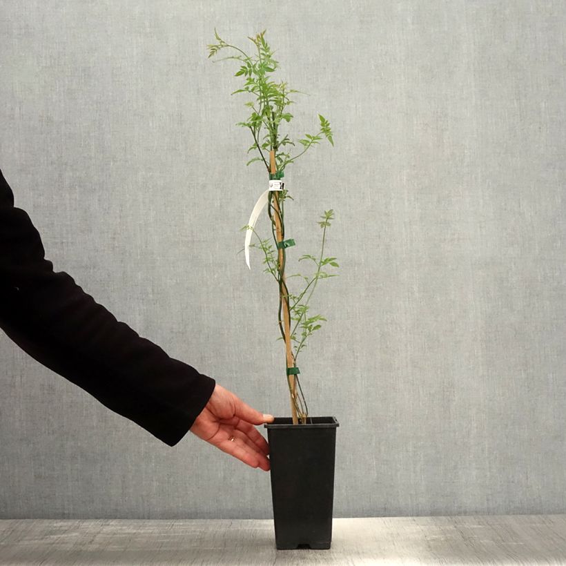 Spécimen de Jasmin officinal - Jasminum officinale Affinis Pot de 1,5L/2L tel que livré au printemps