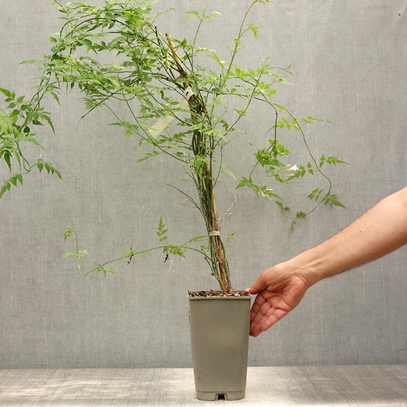 Spécimen de Jasmin officinal - Jasminum officinale Affinis Pot de 3L/4L tel que livré en été