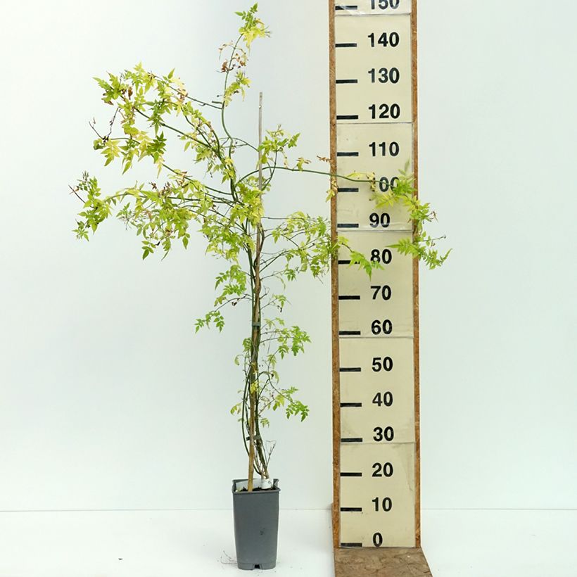 Spécimen de Jasmin officinal - Jasminum officinale Sunbeam Pot de 3L/4L tel que livré en été