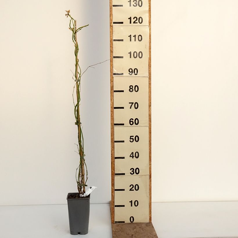 Example of Jasmin officinal - Jasminum officinale Sunbeam Pot de 3L/4L as you get in hiver