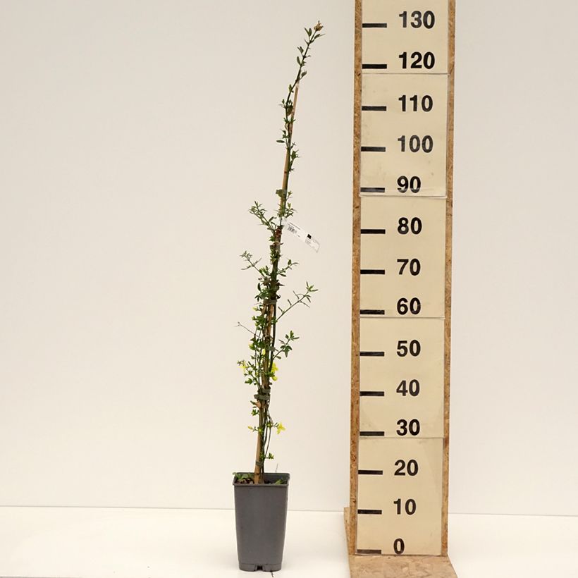 Example of Jasmin primevère - Jasminum mesnyi Pot de 2L/3L as you get in printemps