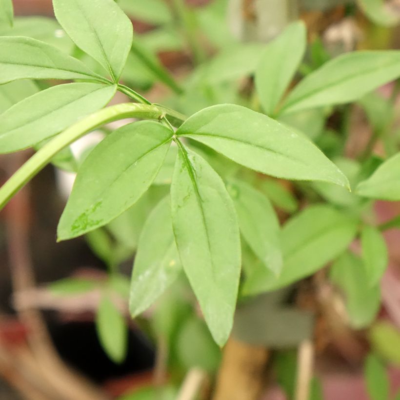 Jasmin primevère - Jasminum mesnyi (Foliage)