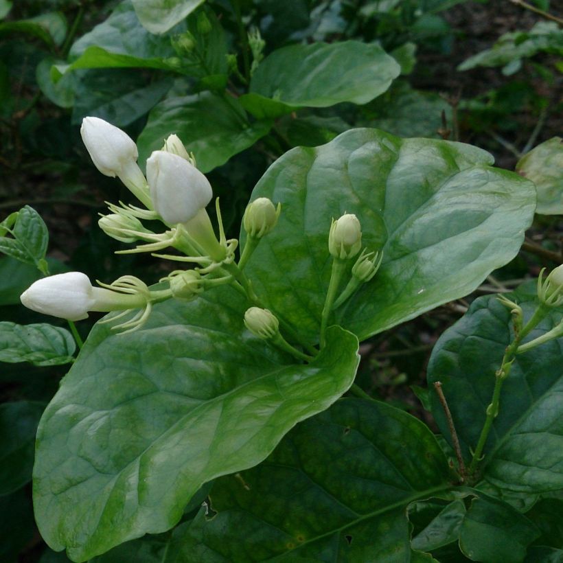 Jasmin d'Arabie - Jasminum sambac (Foliage)