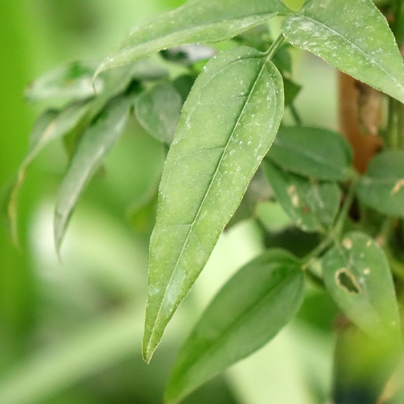 Jasminum Starry Night - Jasmin hybride  (Feuillage)