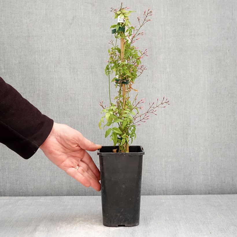 Spécimen de Jasminum Starry Night - Jasmin hybride  Pot de 1,5L/2L tel que livré au printemps