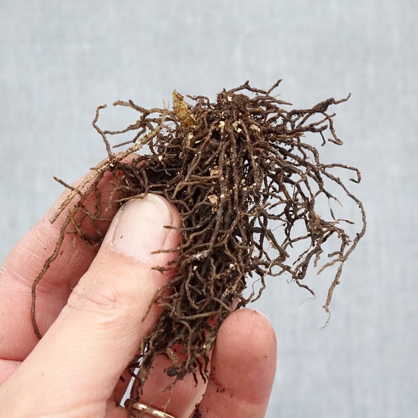 Spécimen de Jeffersonia diphylla Racines nues tel que livré en hiver