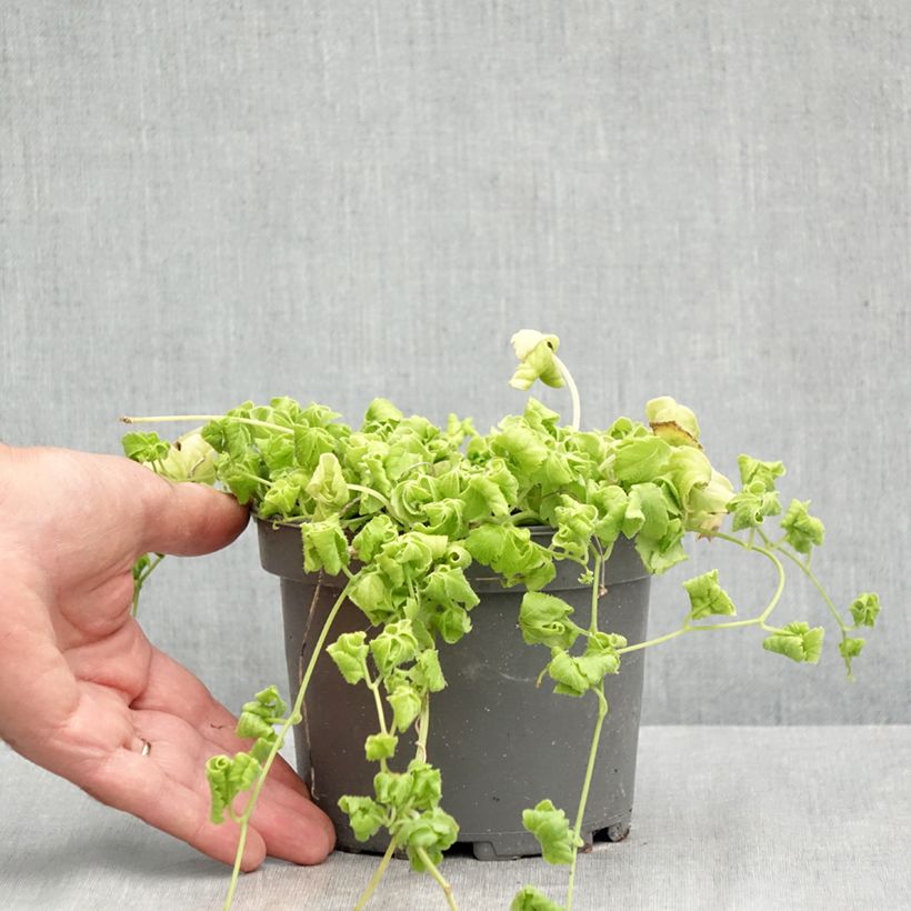 Spécimen de Jiaogulan - Gynostemma pentaphyllum Pot de 1,5L/2L tel que livré en été