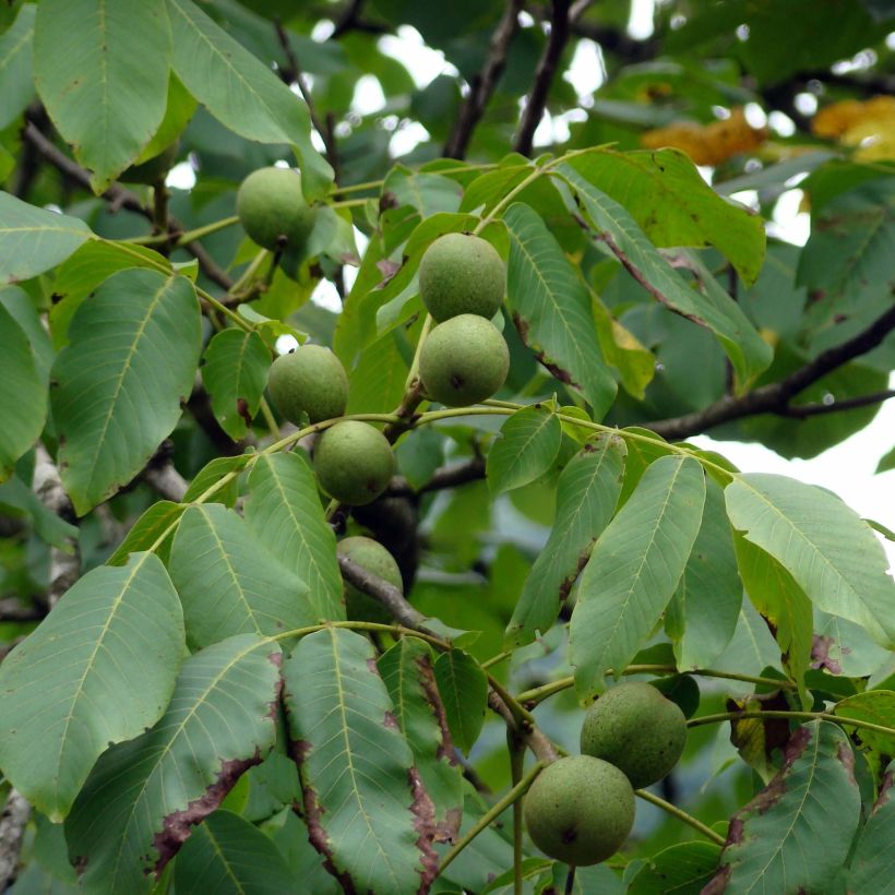 Noyer commun - Juglans regia Fernor (Harvest)