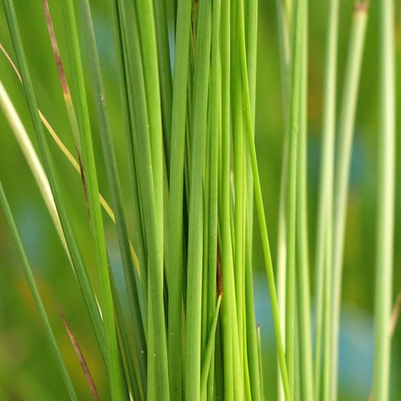 Juncus effusus - Jonc diffus (Feuillage)