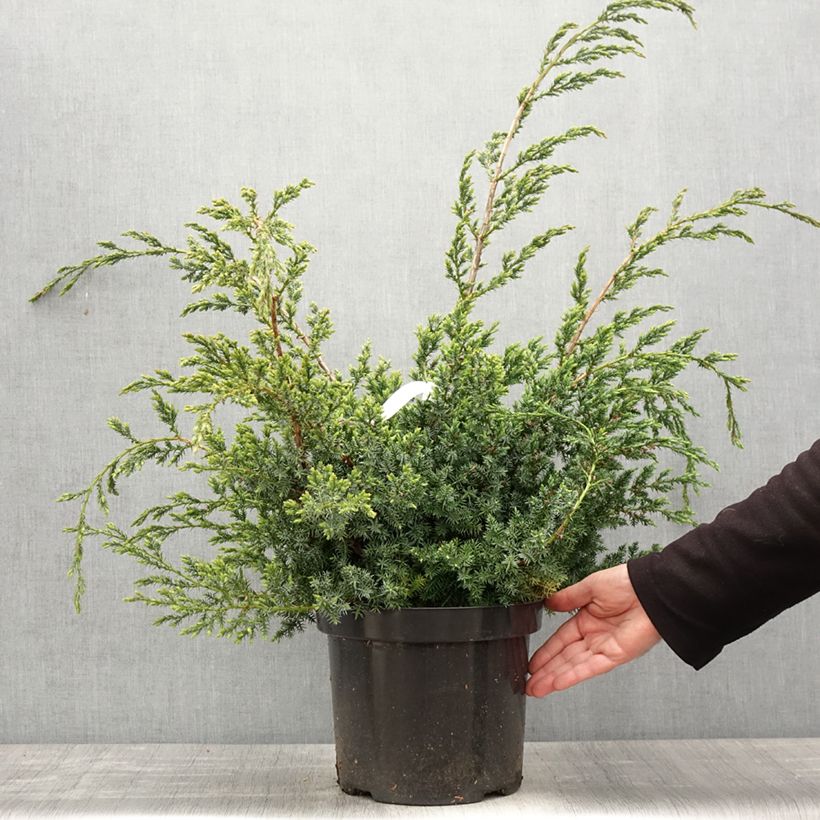 Example of Juniperus chinensis Blue Alps - Genévrier de Chine Pot de 7,5L/10L as you get in printemps