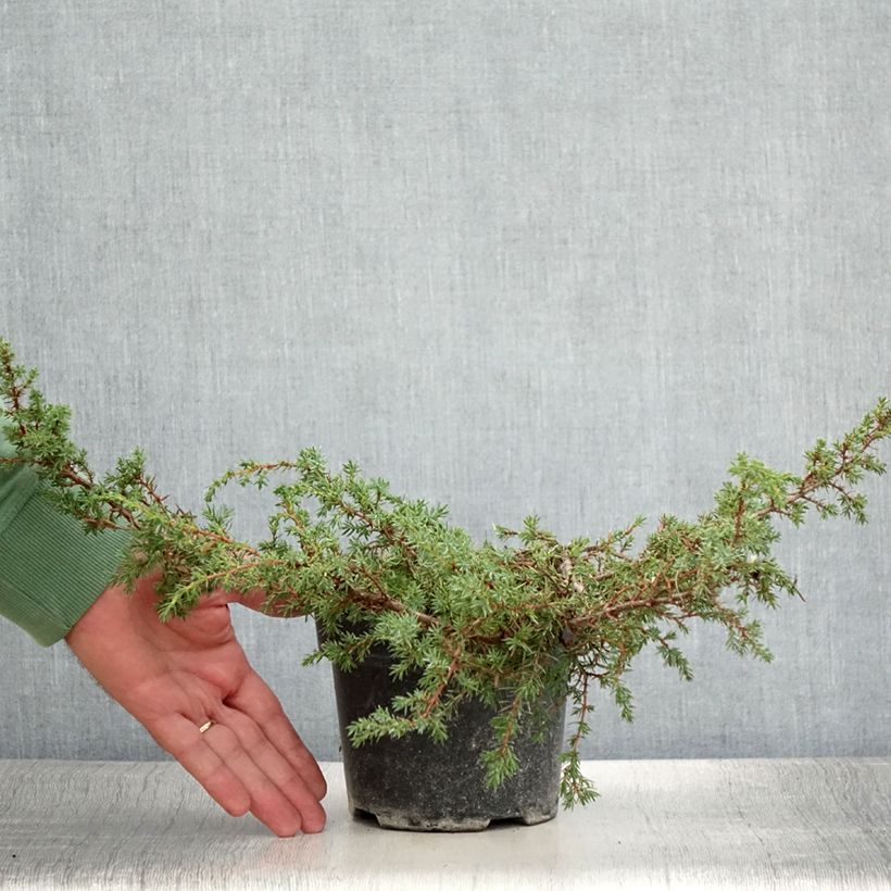 Spécimen de Juniperus communis Hornibrookii - Genévrier commun                Pot de 1,5L/2L tel que livré en été