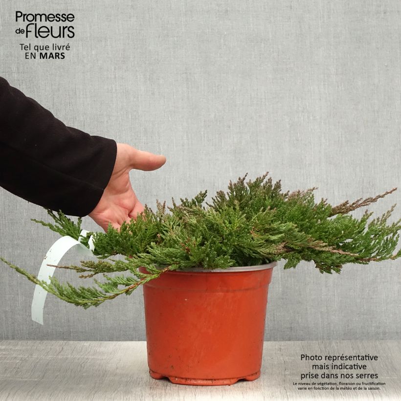 Example of Juniperus horizontalis Blue Chip - Genévrier rampant               Pot de 2L/3L, Haute-Tige, Largeur 20cm as you get in printemps