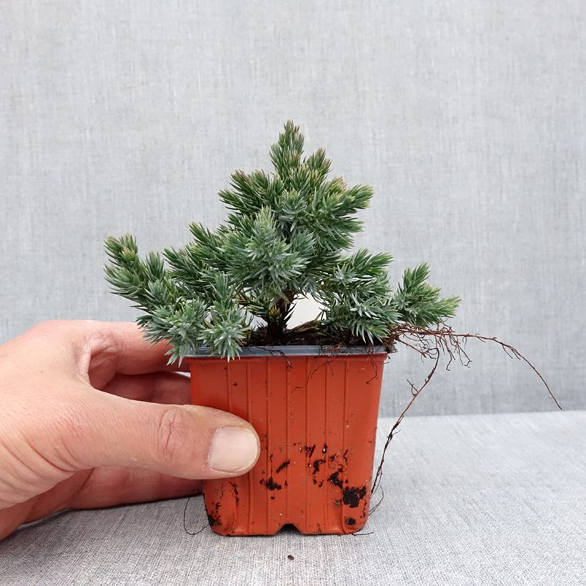 Example of Juniperus squamata Blue Star - Genévrier écailleux Godet de 8/9 cm as you get in printemps