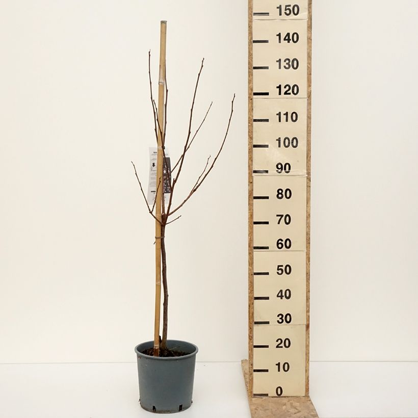 Example of Kaki Muscat - Plaqueminier de Chine Pot de 7,5L/10L, Gobelet as you get in hiver