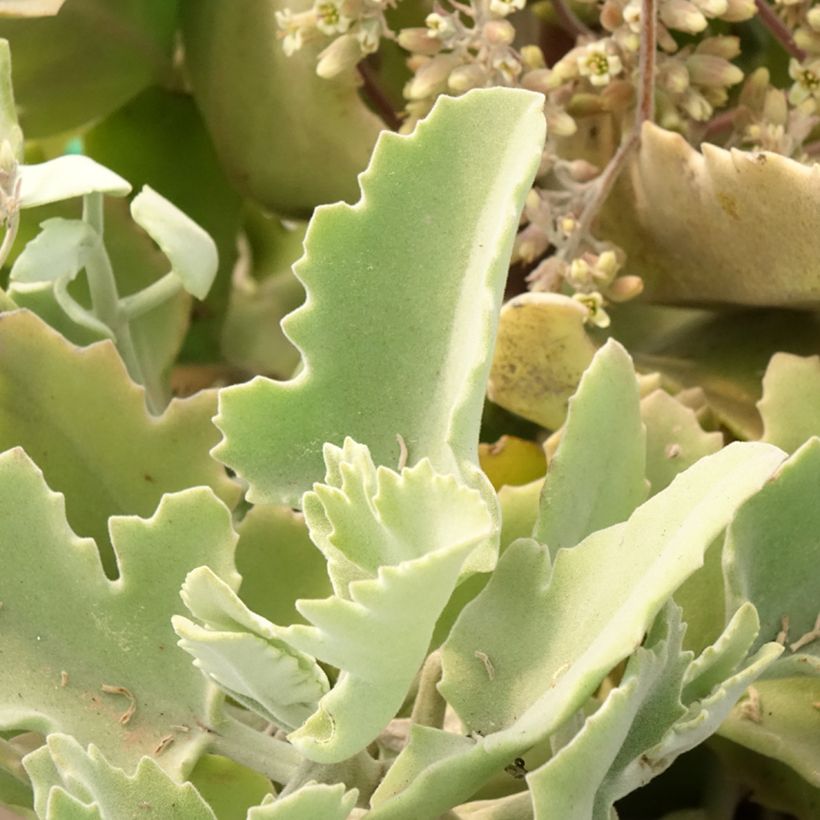 Kalanchoe beharensis Oak Leaf (Feuillage)
