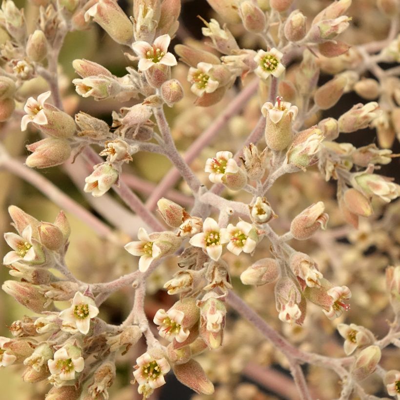Kalanchoe beharensis Oak Leaf (Floraison)