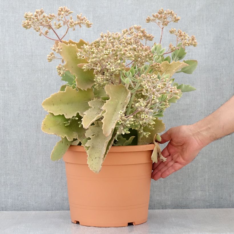 Spécimen de Kalanchoe beharensis Oak Leaf Pot de 7,5L/10L, 30/35 diamètre tel que livré au printemps