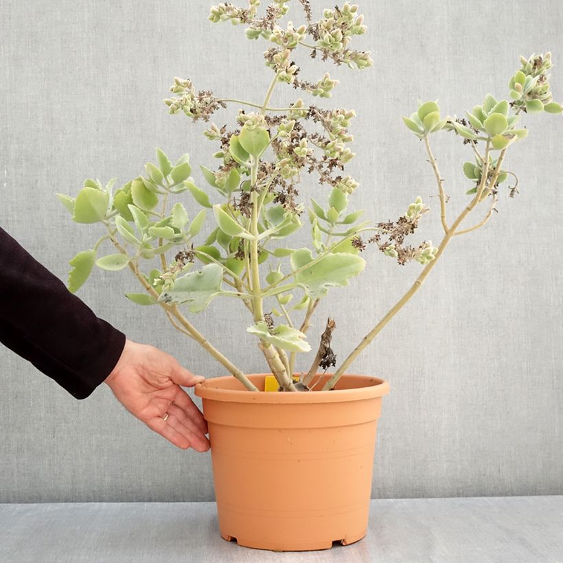 Spécimen de Kalanchoe beharensis Oak Leaf Pot de 7,5L/10L, 30/35 diamètre tel que livré en automne
