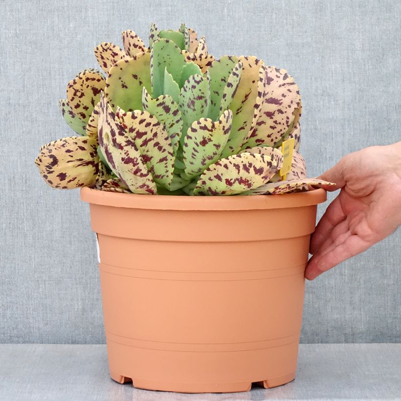 Example of Kalanchoe marmorata - Kalanchoé marbré Pot de 7,5L/10L, 30/40 diamètre as you get in printemps