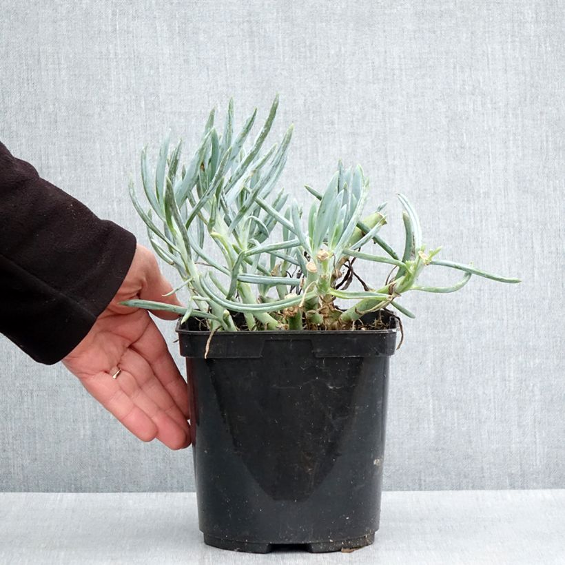 Example of Kalanchoe thyrsiflora Bronze Sculpture - Kalanchoé à fleurs en thyrse Pot de 2L/3L as you get in printemps