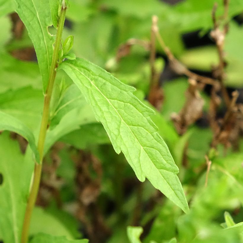 Kalimeris incisa Charlotte (Feuillage)