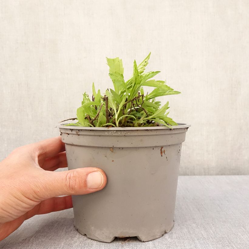 Spécimen de Kalimeris incisa Charlotte Pot de 2L/3L tel que livré au printemps