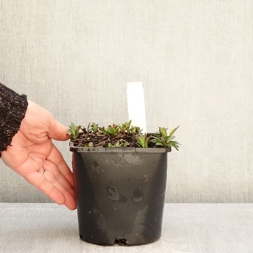 Spécimen de Kalimeris incisa Nana Blue Pot de 2L/3L tel que livré en hiver