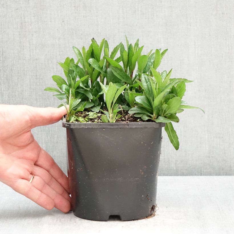 Spécimen de Kalimeris incisa Nana Blue Pot de 2L/3L tel que livré au printemps