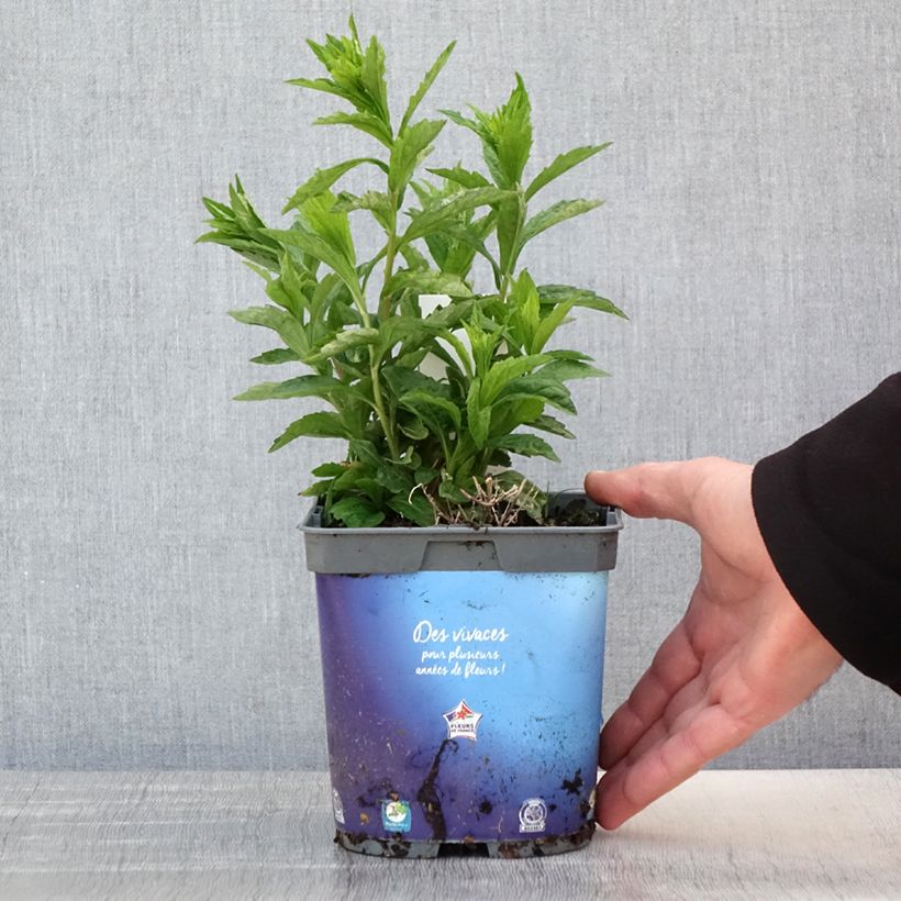 Spécimen de Kalimeris incisa Pot de 2L/3L tel que livré au printemps