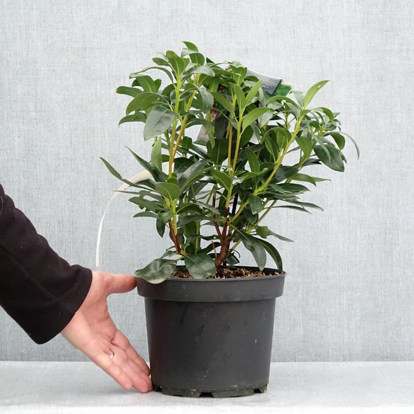 Example of Kalmia latifolia Galaxy - Laurier des montagnes Pot de 4L/5L as you get in printemps