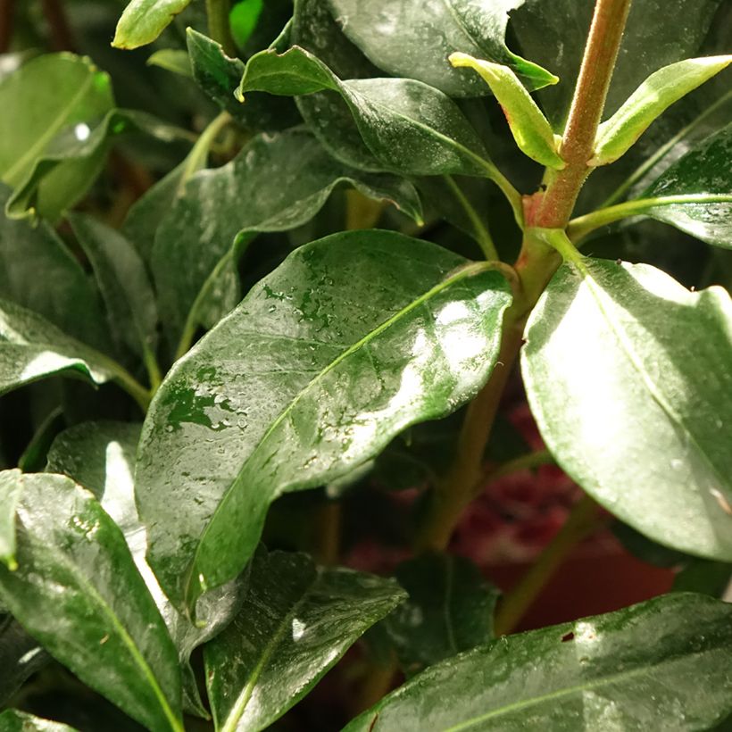 Kalmia latifolia Galaxy - Laurier des montagnes (Foliage)