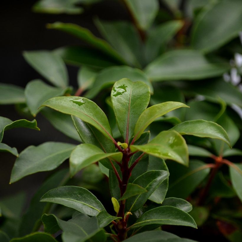 Kalmia latifolia Heart's Desire - Laurier des montagnes rouge et blanc (Foliage)